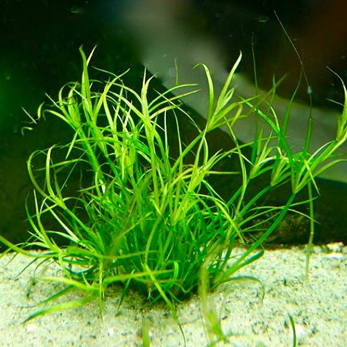 Juncus Repens - Jonc rampant en pot